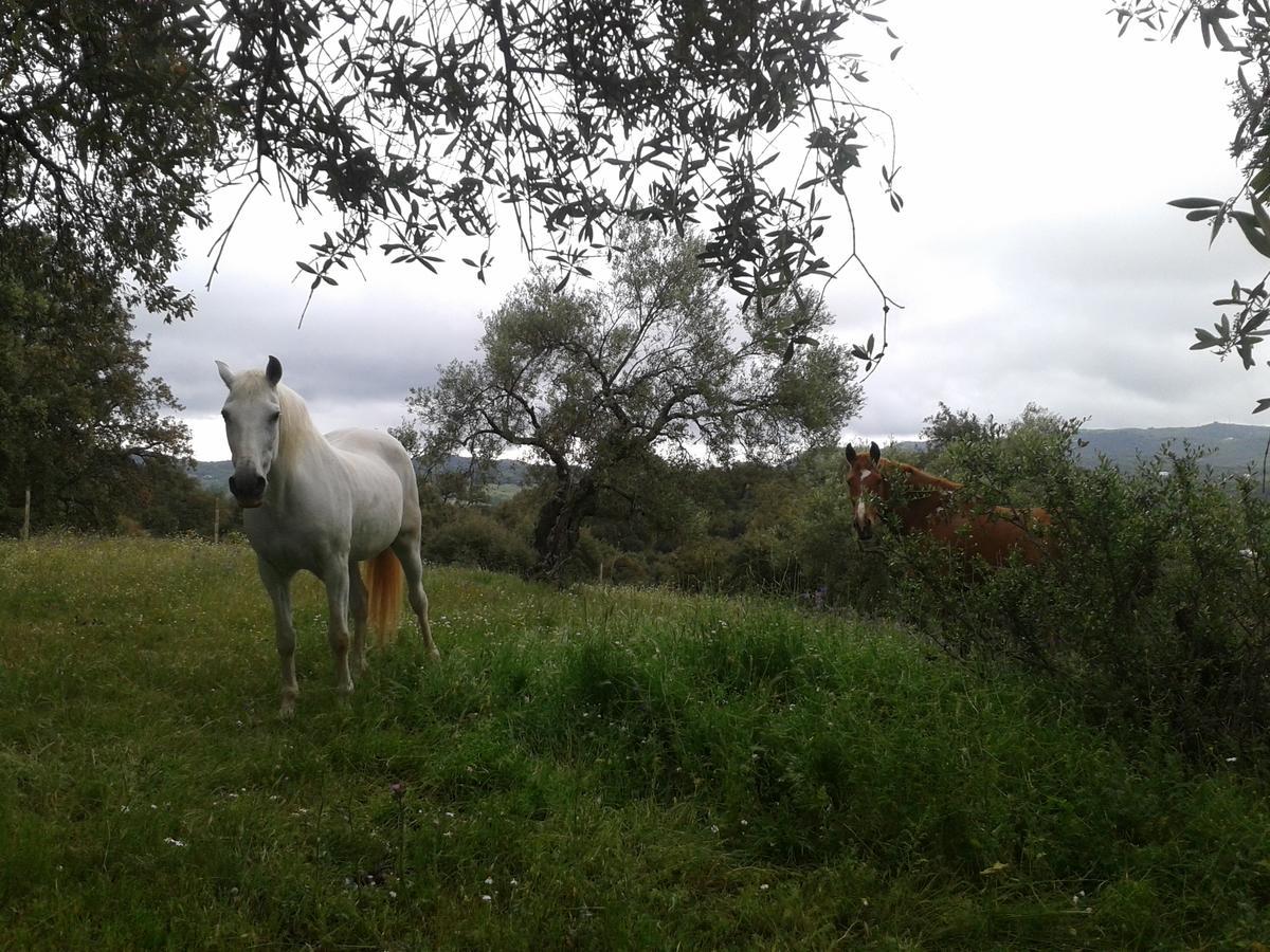 Finca La Carnicera Constantina Exterior foto